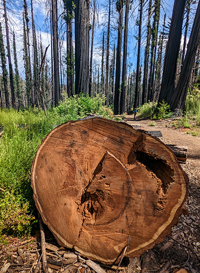 Big Basin
