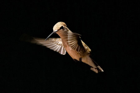 Hummers