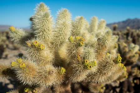 Joshua Tree 2016