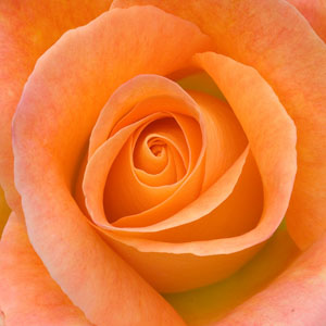Leslie's Flowers