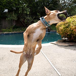 Nutmeg