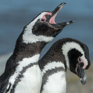 Peru Chile 2015