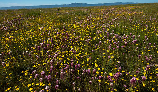 Wildflowers & Wild Birds